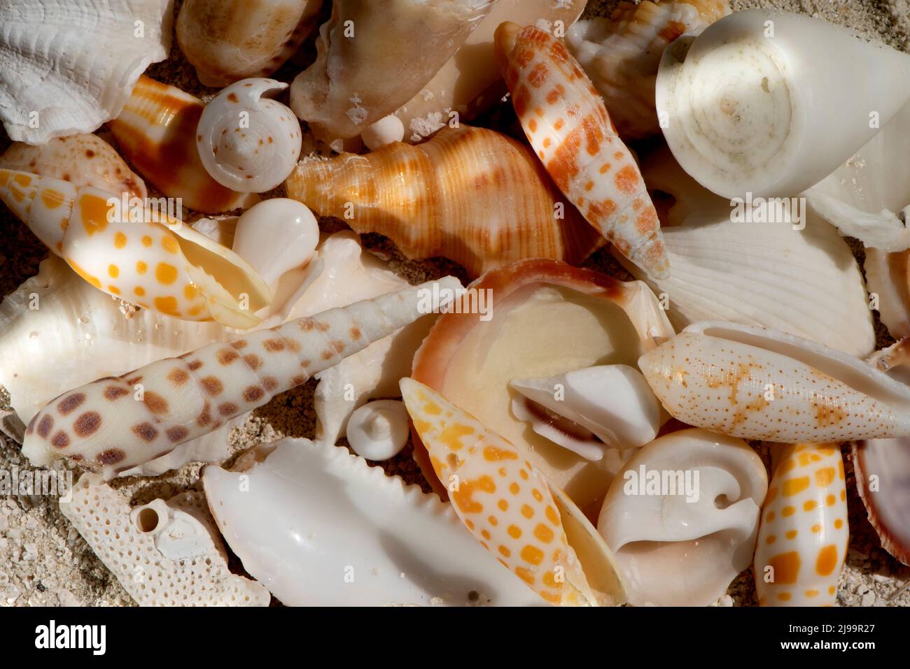 Splendide conchiglie sulla spiaggia delle Maldive Foto Stock