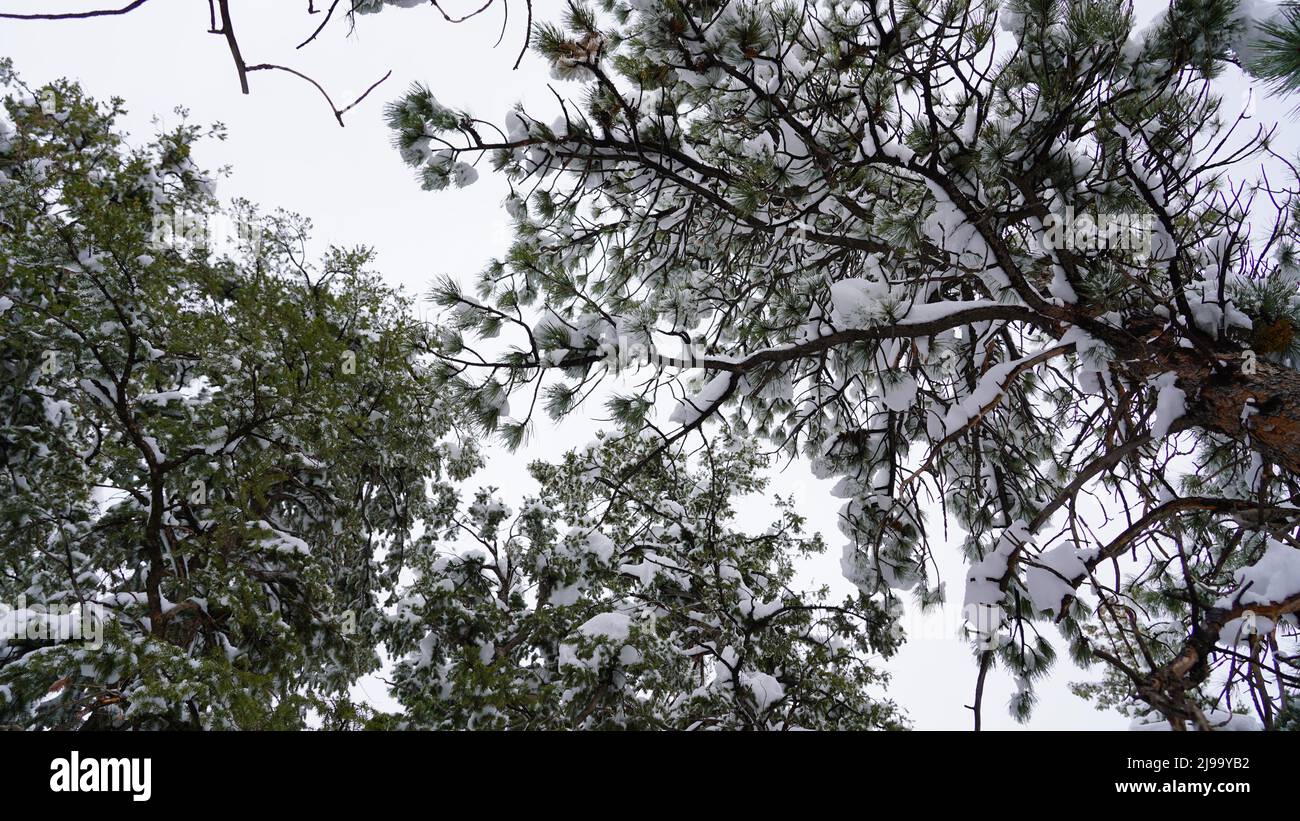 Guardando verso il cielo attraverso alberi sempreverdi in un ambiente forestale. Gli alberi hanno la neve su di loro. La foto è stata scattata durante una tempesta di neve in Colorado. Foto Stock