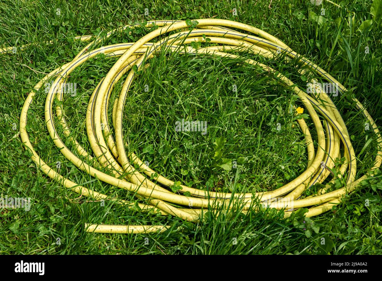 Tubo dell'acqua di gomma del giardino avvolto sull'erba Foto Stock