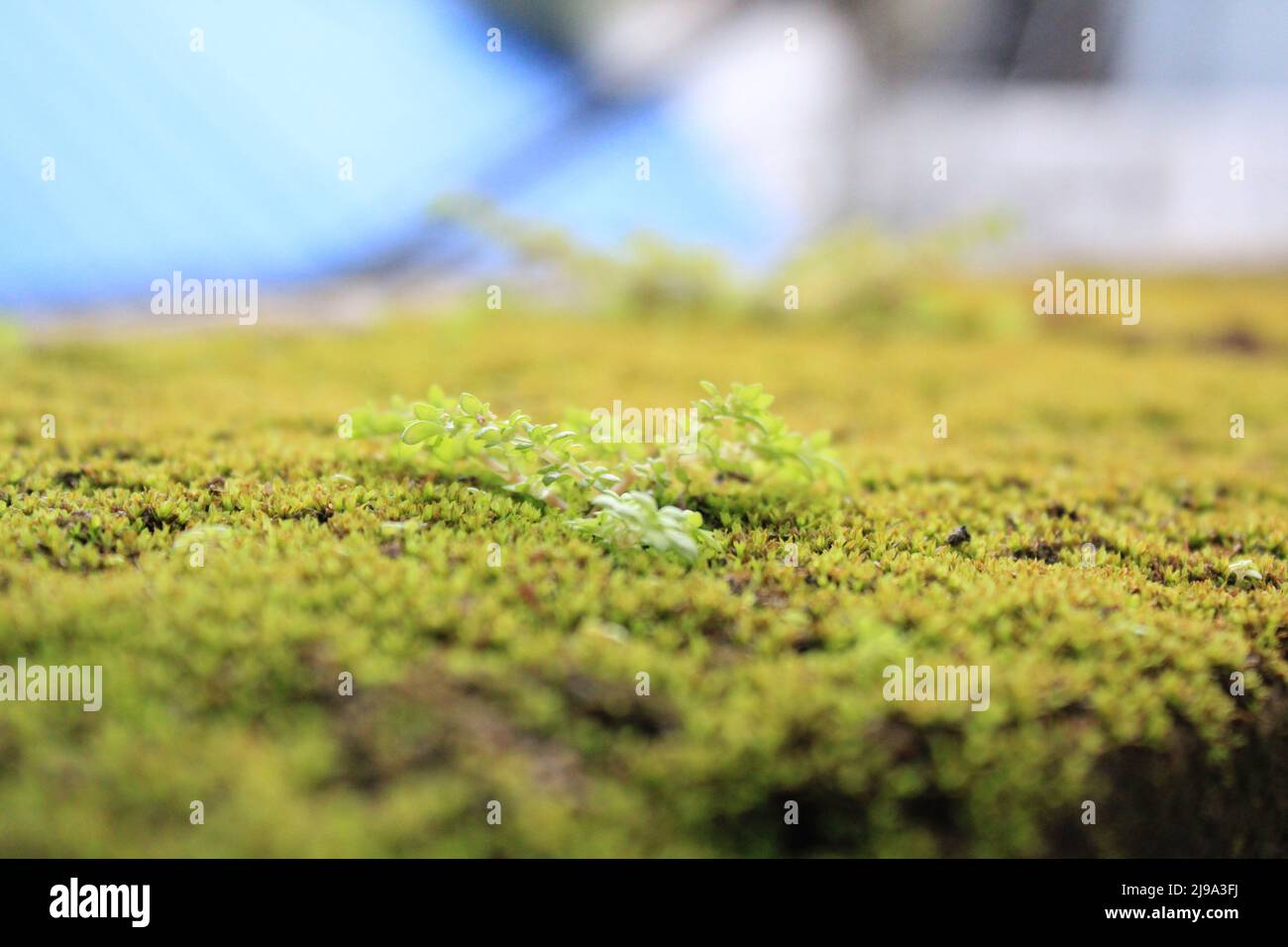 in natura è perfetto e tutto è perfetto. algea può essere contorto, curvato strano modi, e sono ancora belle. Foto Stock
