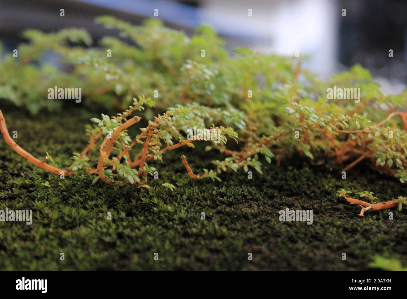 in natura è perfetto e tutto è perfetto. algea può essere contorto, curvato strano modi, e sono ancora belle. Foto Stock