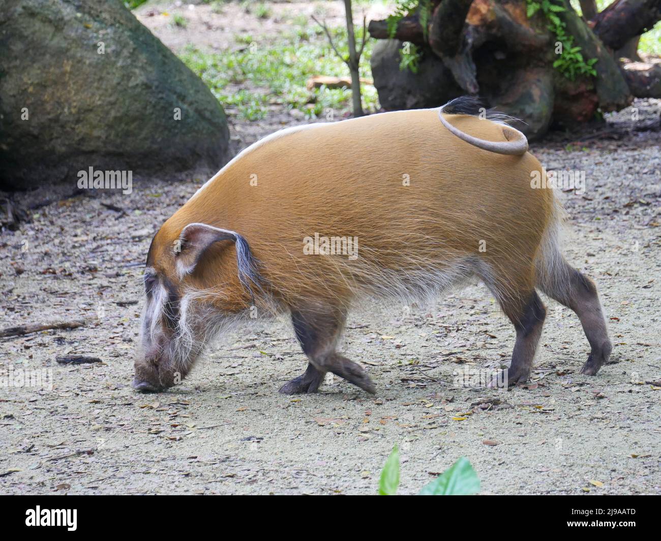 Red River hog : il porco rosso del fiume o maiale cespuglio, è un membro selvaggio della famiglia di suini che vive in Africa Foto Stock