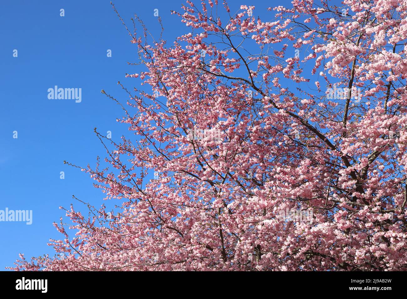 Fiori di ciliegio giapponese contro un cielo blu. Foto Stock