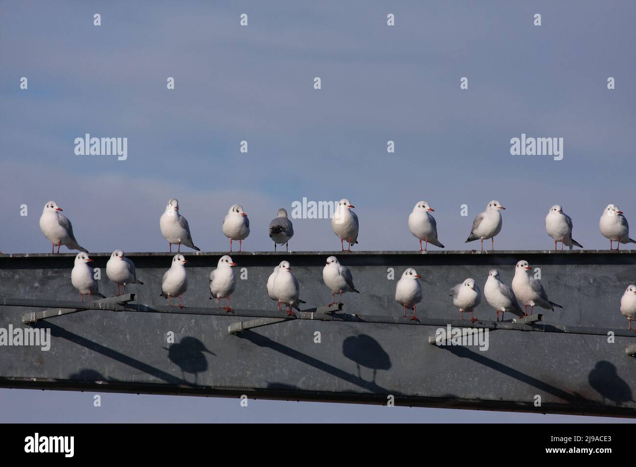 gabbiani a testa nera seduti fianco a fianco in fila in due righe Foto Stock