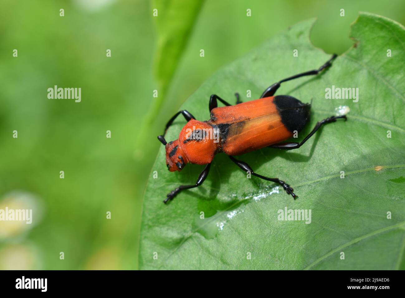 Uno scarabeo longhorn che si nutre di foglie di gloria mattutina. Euryphagus maxillosus. Giava, Indonesia. Foto Stock