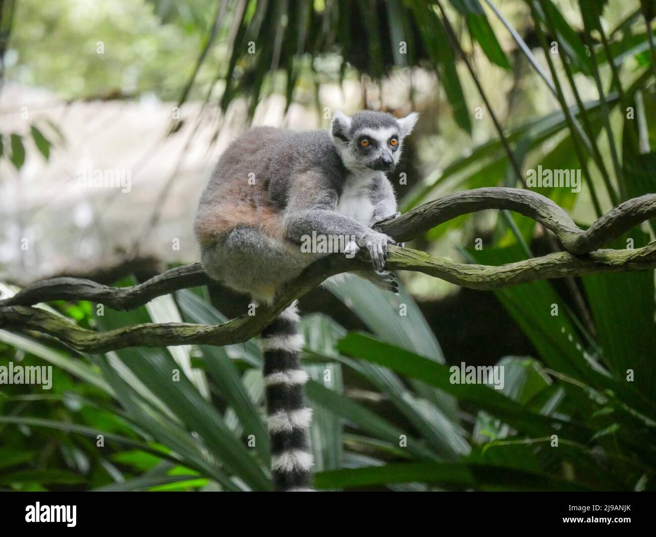 Lemure ad anello : il lemure ad anello (Lemur catta) è un grande primato strepsirrhine e il lemure più riconosciuto grazie al suo lungo, nero e whit Foto Stock