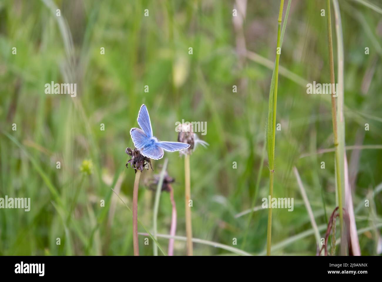 Primo piano di una farfalla blu comune (Polyommatus icarus) Foto Stock