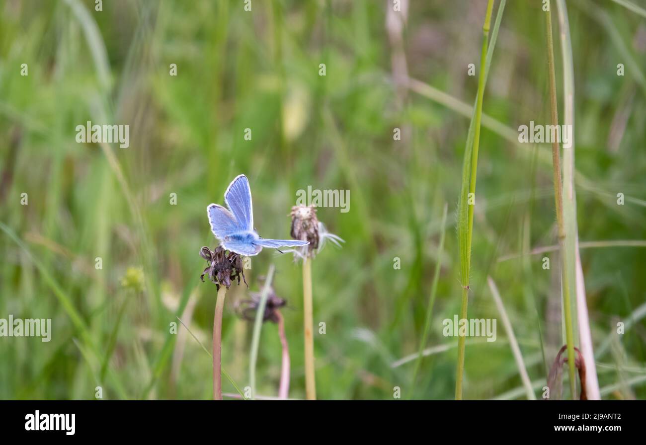 Primo piano di una farfalla blu comune (Polyommatus icarus) Foto Stock