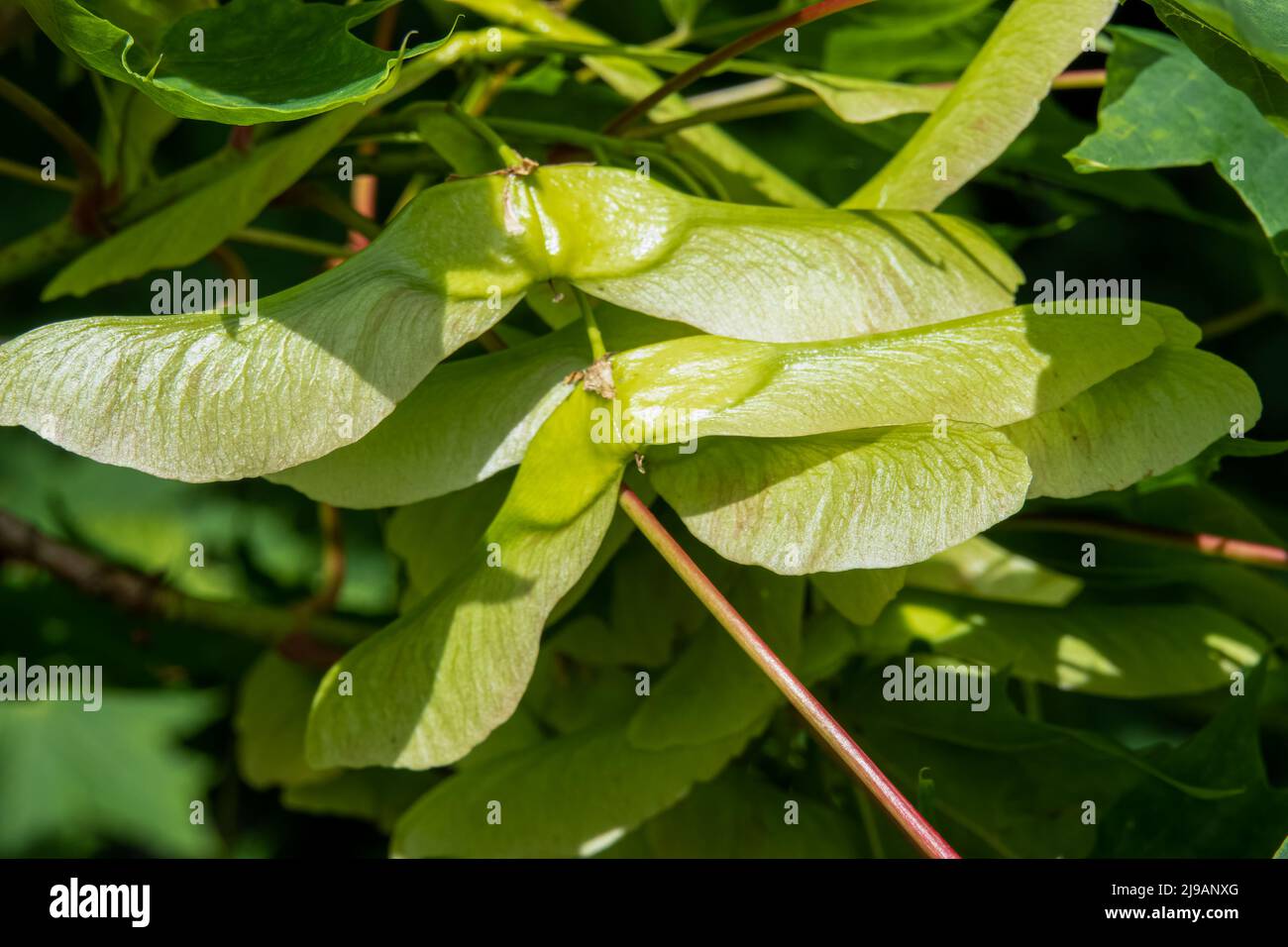 primo piano di semi di elicottero verde chiaro da un albero d'acero all'inizio dell'estate Foto Stock