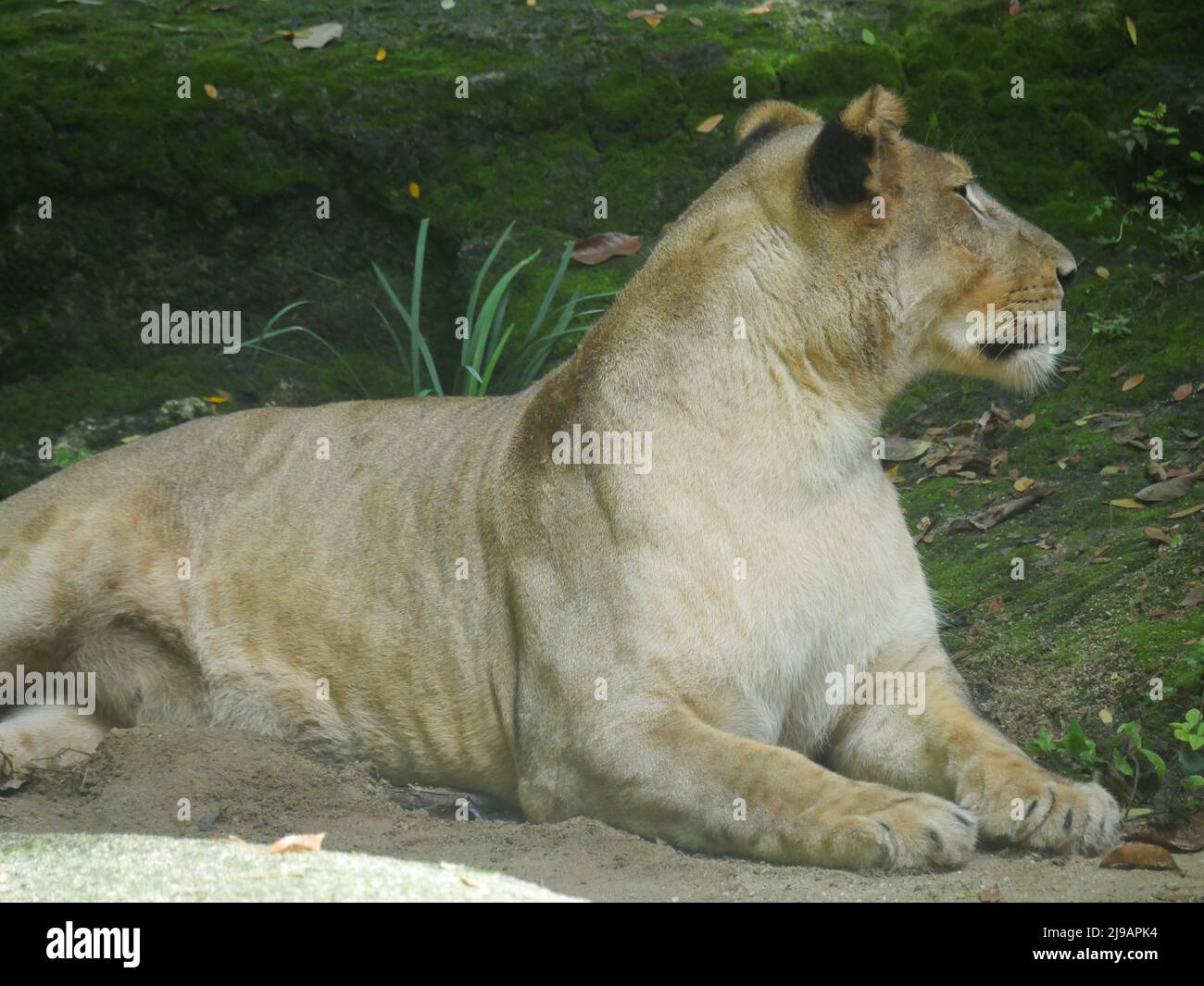 Leone africano che riposa nella giungla. Fauna selvatica animale Foto Stock