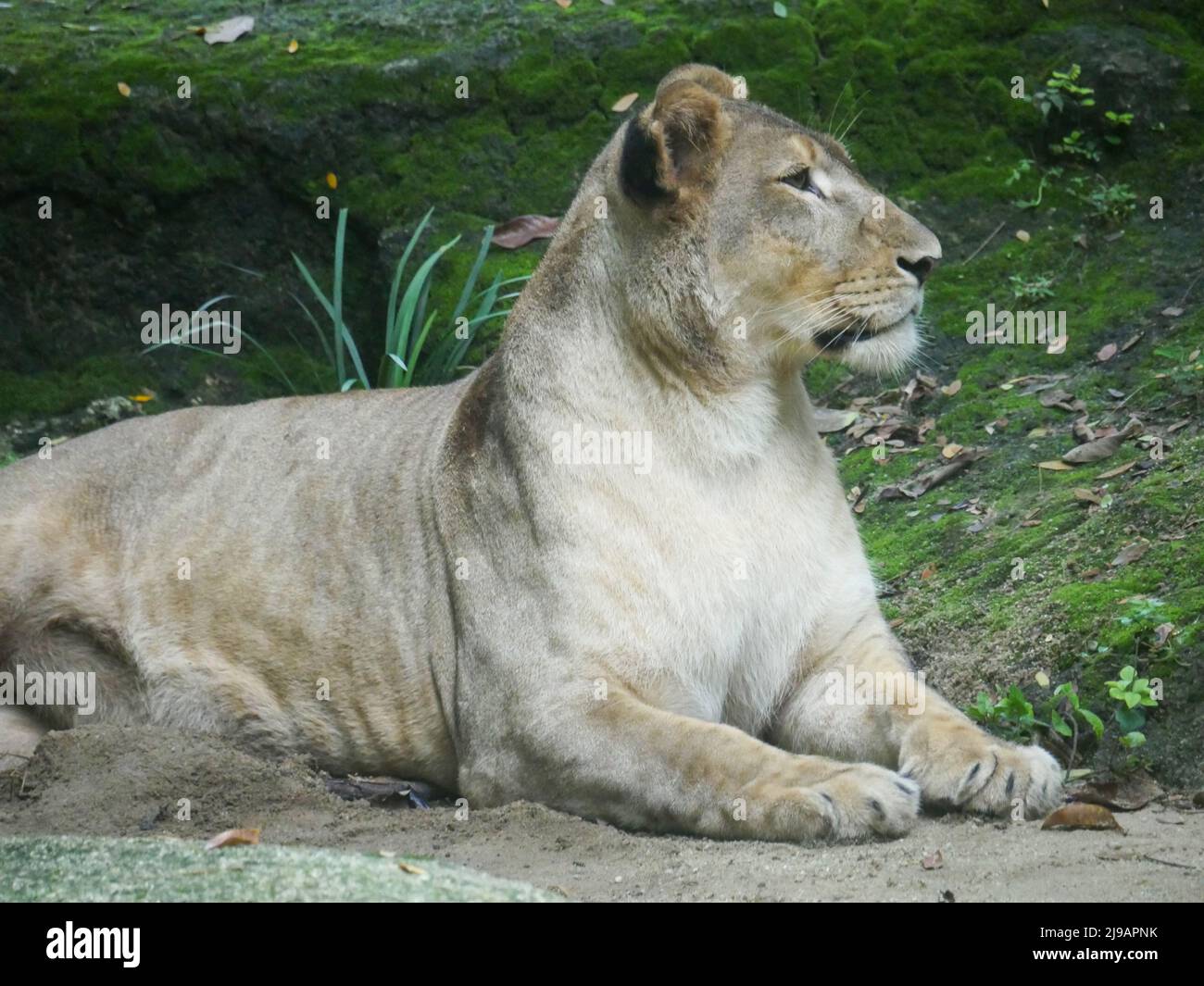 Leone africano che riposa nella giungla. Fauna selvatica animale Foto Stock