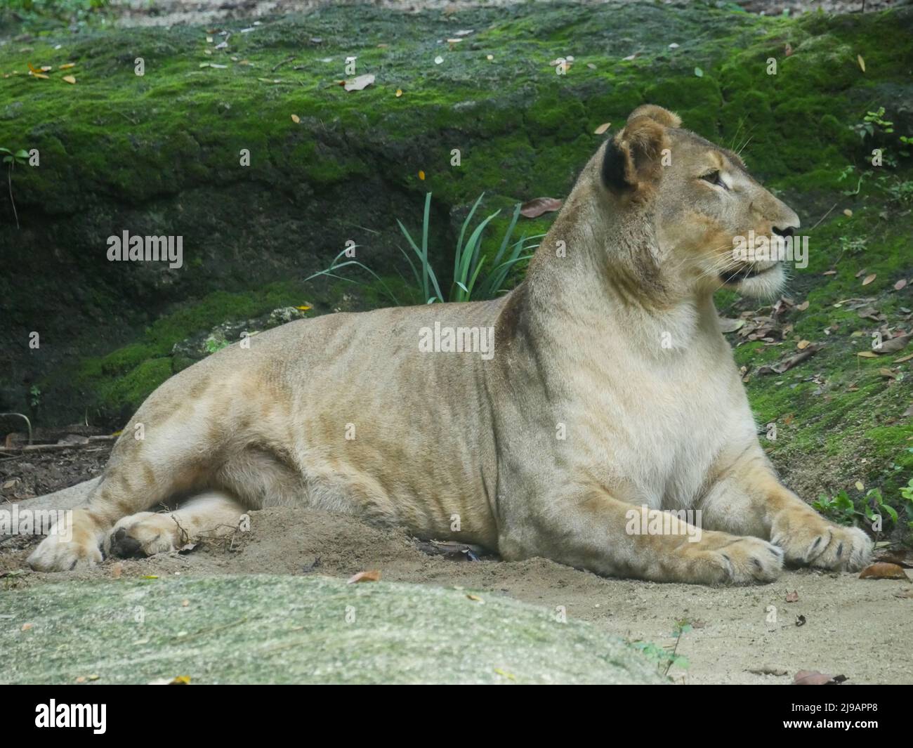 Leone africano che riposa nella giungla. Fauna selvatica animale Foto Stock