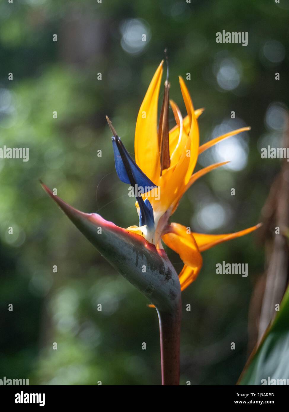 Fiori, primo piano Hazy di vivace arancio uccello del paradiso fiore, Strelitzia, verde australiano sfondo sub-tropicale giardino Foto Stock