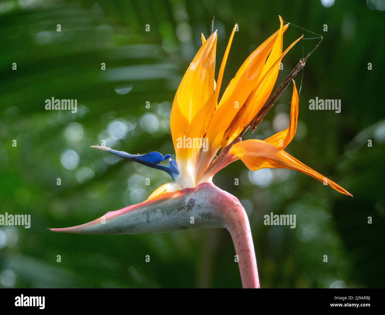 Fiori, primo piano Hazy di vivace arancio uccello del paradiso fiore, Strelitzia, verde australiano sfondo sub-tropicale giardino Foto Stock