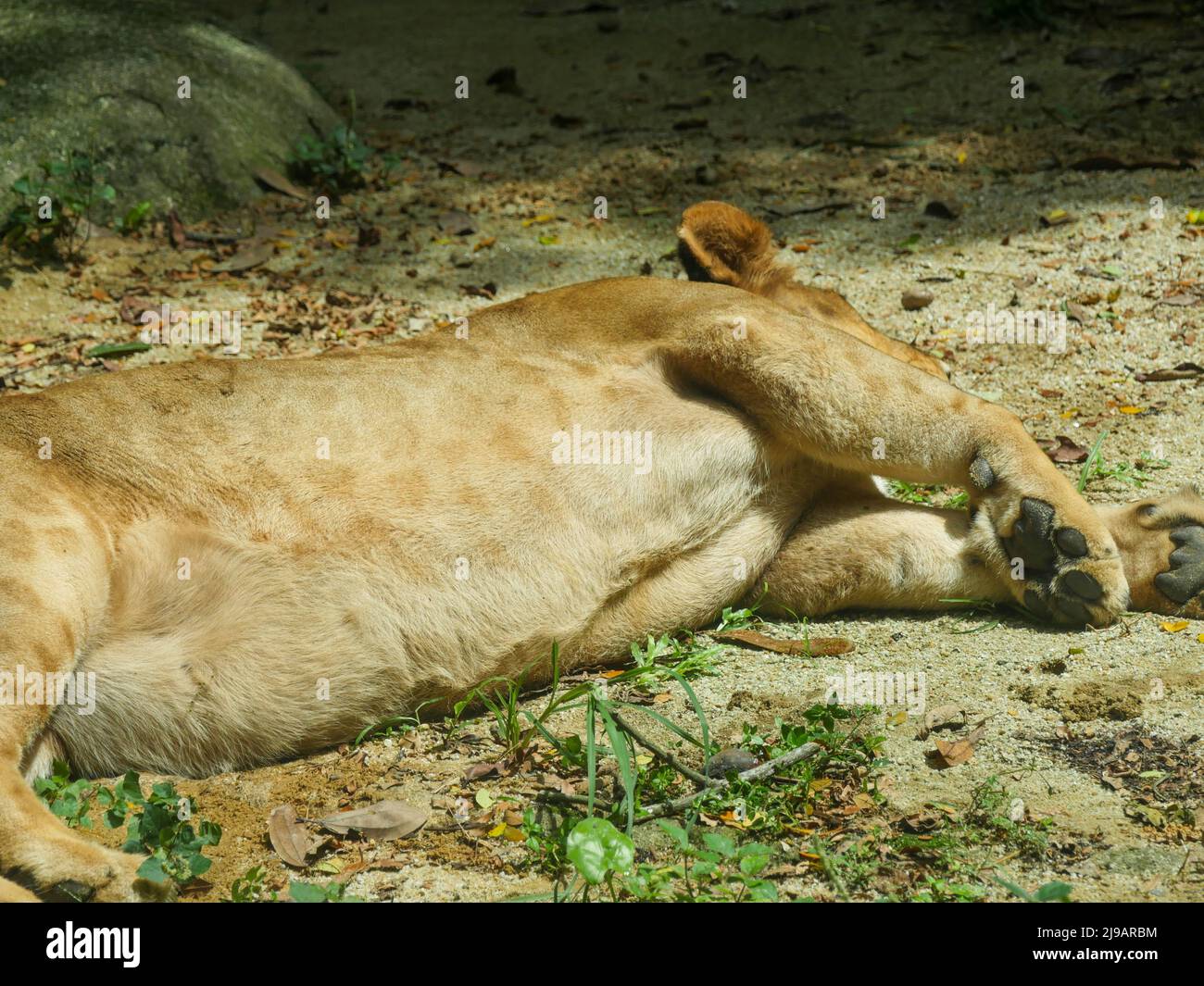 African Lion Feet and Claw Close up mentre dorme Foto Stock