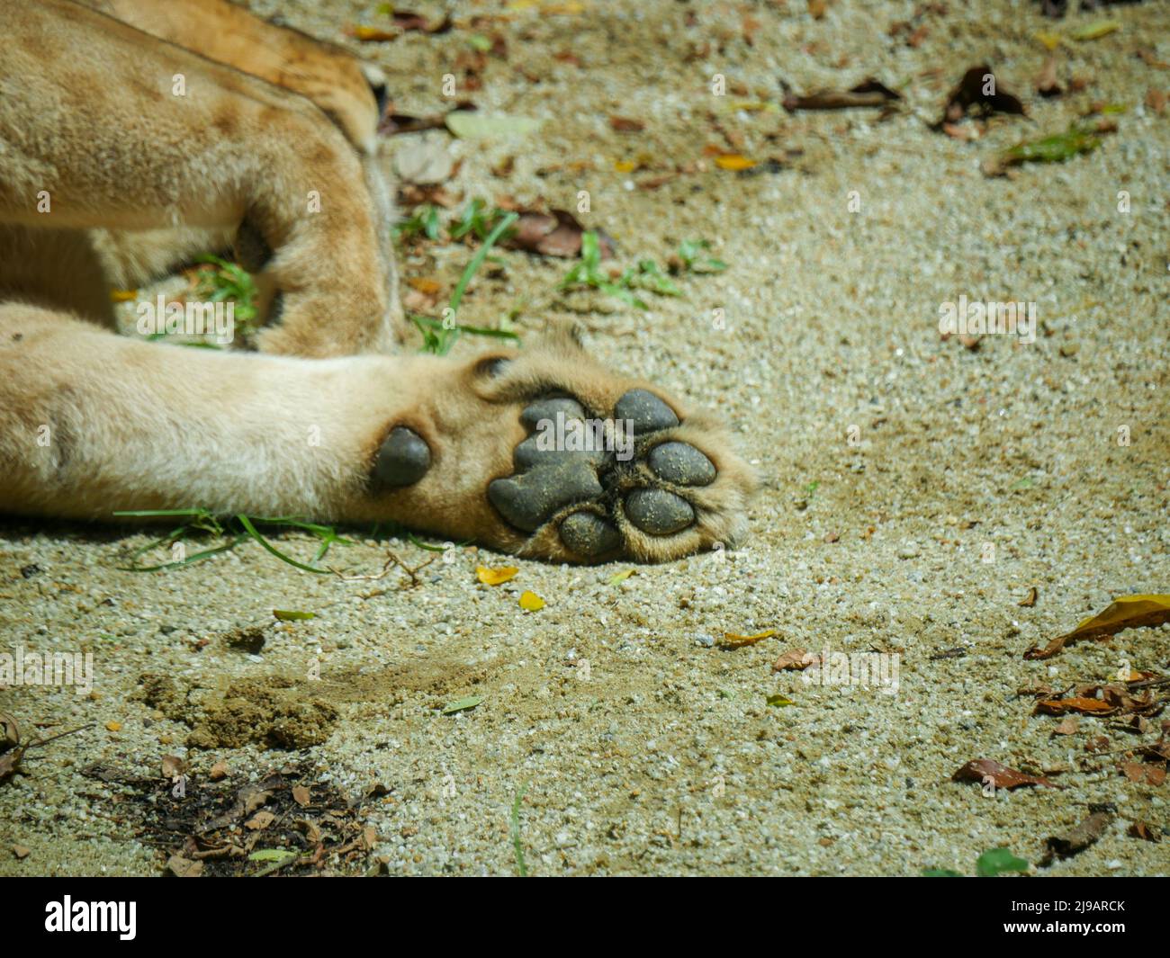 African Lion Feet and Claw Close up mentre dorme Foto Stock