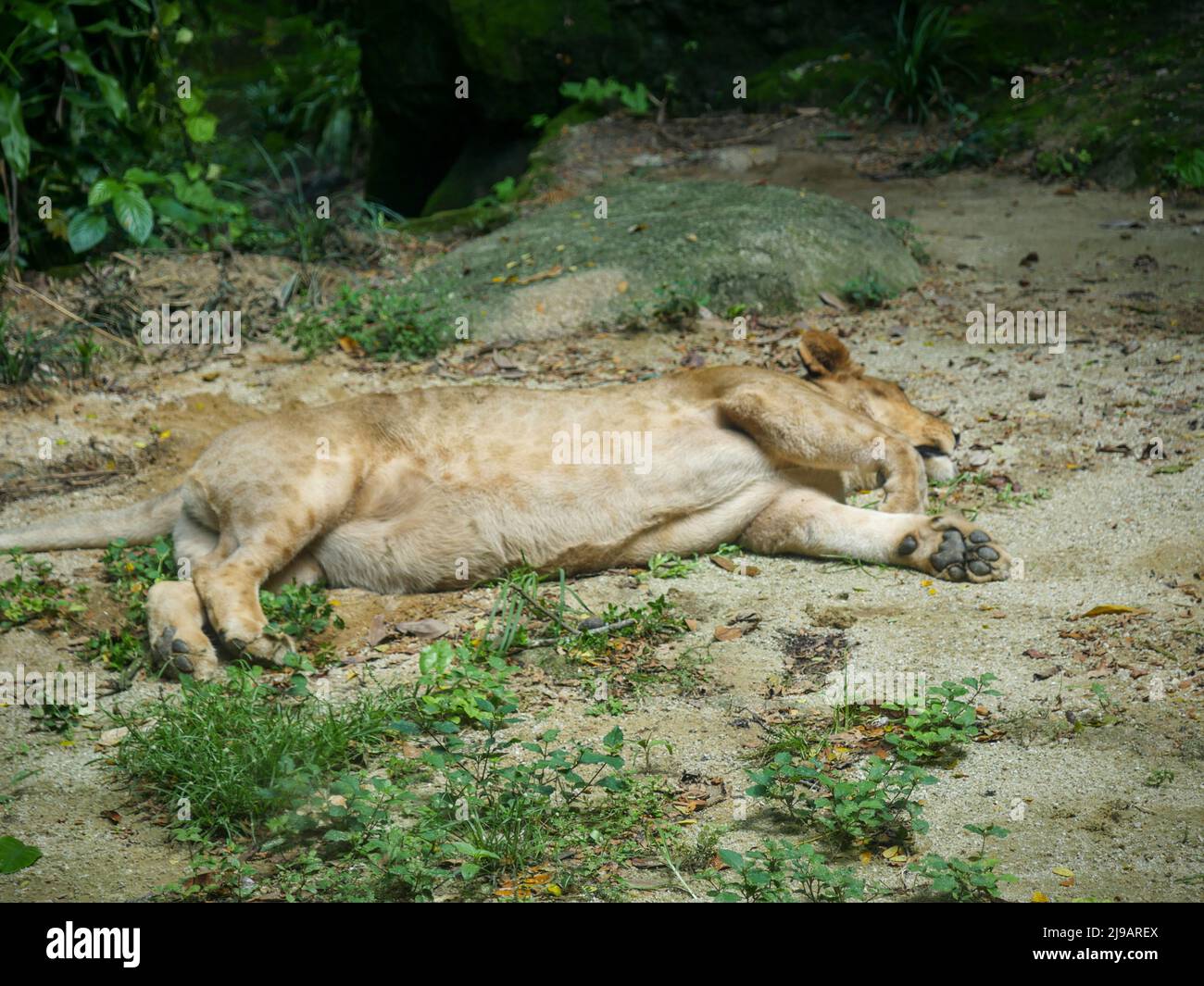 African Lion Feet and Claw Close up mentre dorme Foto Stock