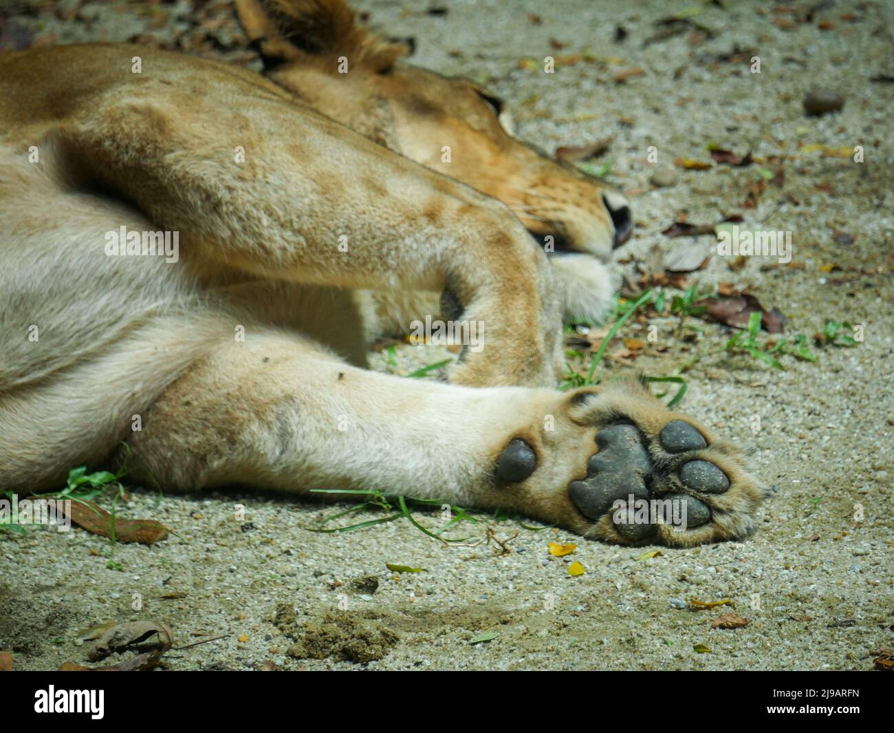 African Lion Feet and Claw Close up mentre dorme Foto Stock