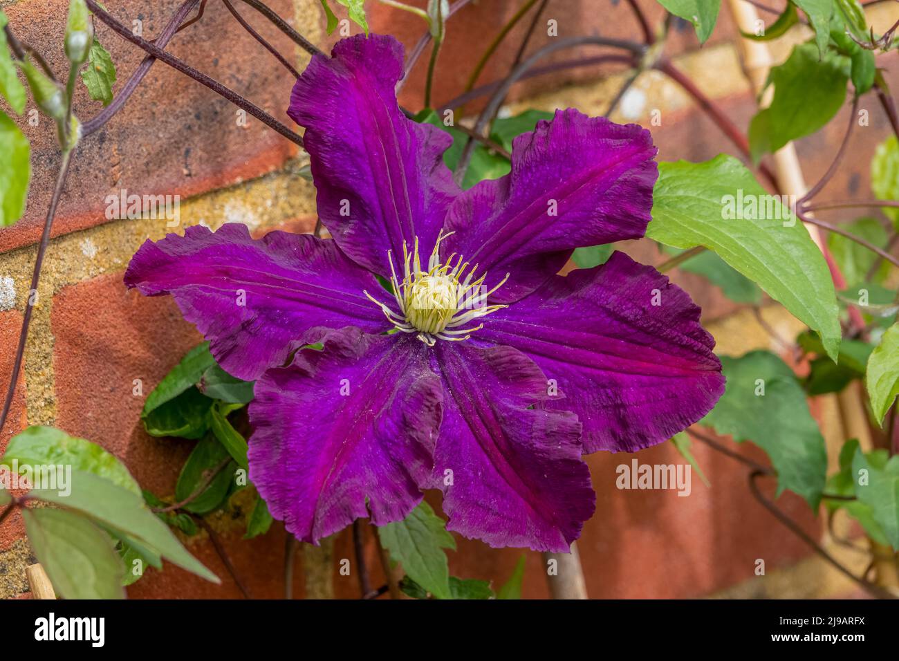 Dettaglio primo piano di clematis viola intenso Etoile Violet in fiore estate Foto Stock
