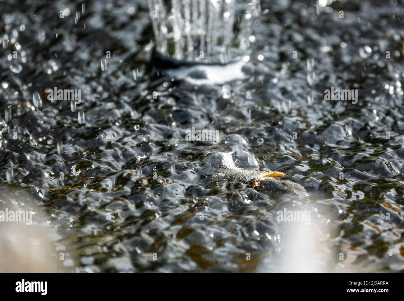 una mayfly che muore galleggia in acqua turbolenta sotto una fontana d'acqua del giardino Foto Stock