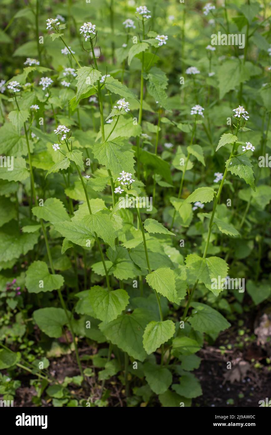 Senape d'aglio (nome latino: Alliaria officinalis) nella foresta Kosutnjak a Belgrado, Serbia Foto Stock