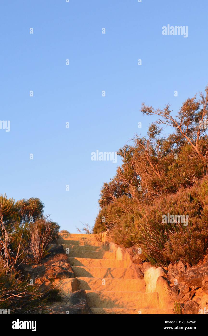 Un sentiero per passeggiate nelle Blue Mountains d'Australia Foto Stock