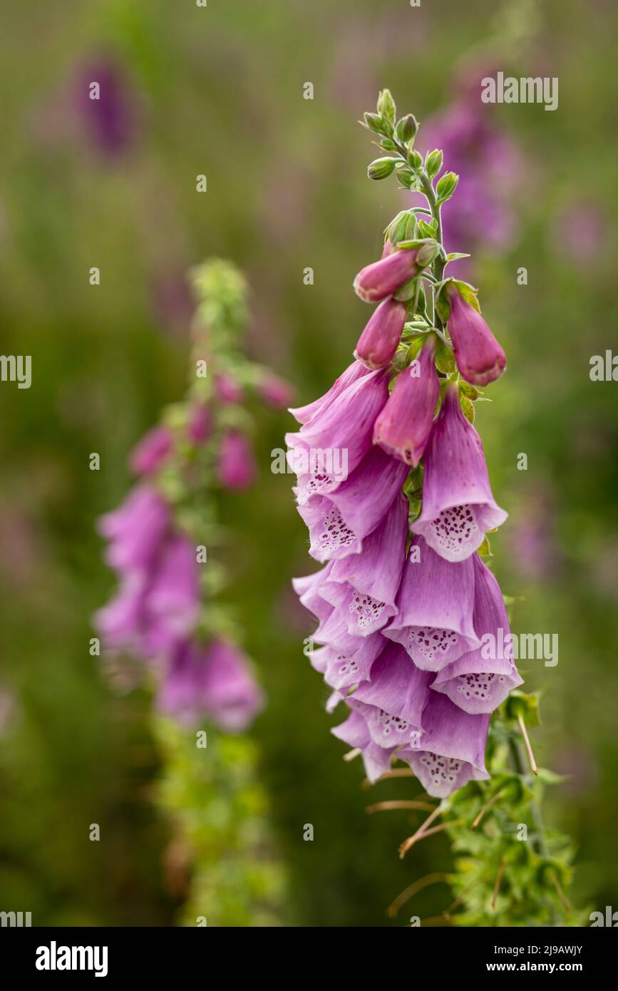 Primo piano delle bellissime ma tossiche piante di foxglove (Digitalis purpurea), in fiore viola e rosa Foto Stock