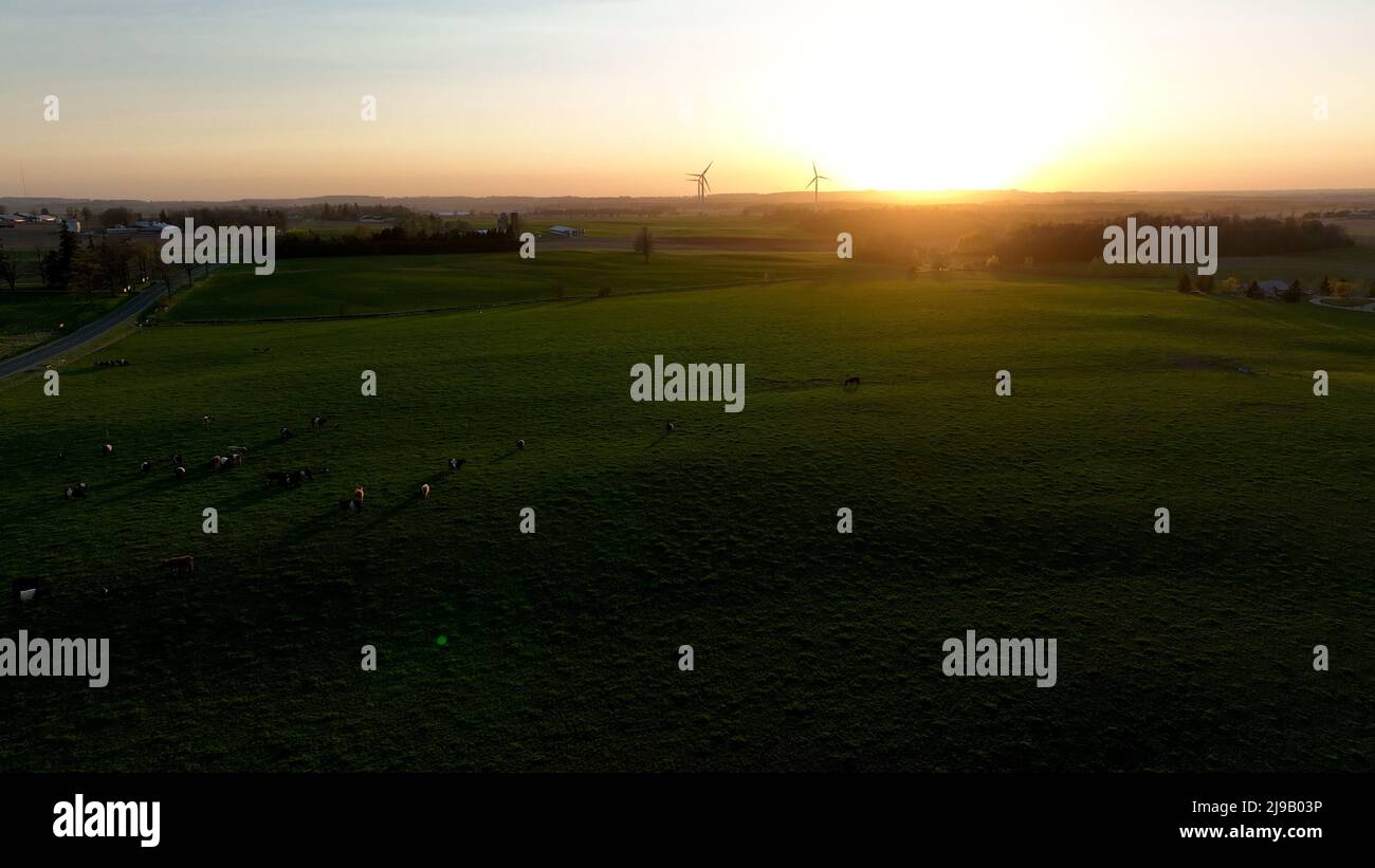 Un paesaggio rurale è raffigurato al tramonto, un pascolo di vacca è visto sotto, come turbine eoliche sono viste in sfondo soleggiato. Foto Stock
