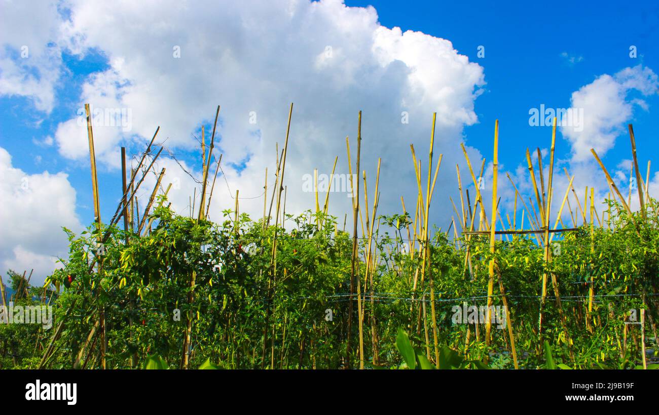 Campo di pepe Cayenne in campagna nel bel mezzo di una giornata di sole. Lembang, Indonesia Foto Stock