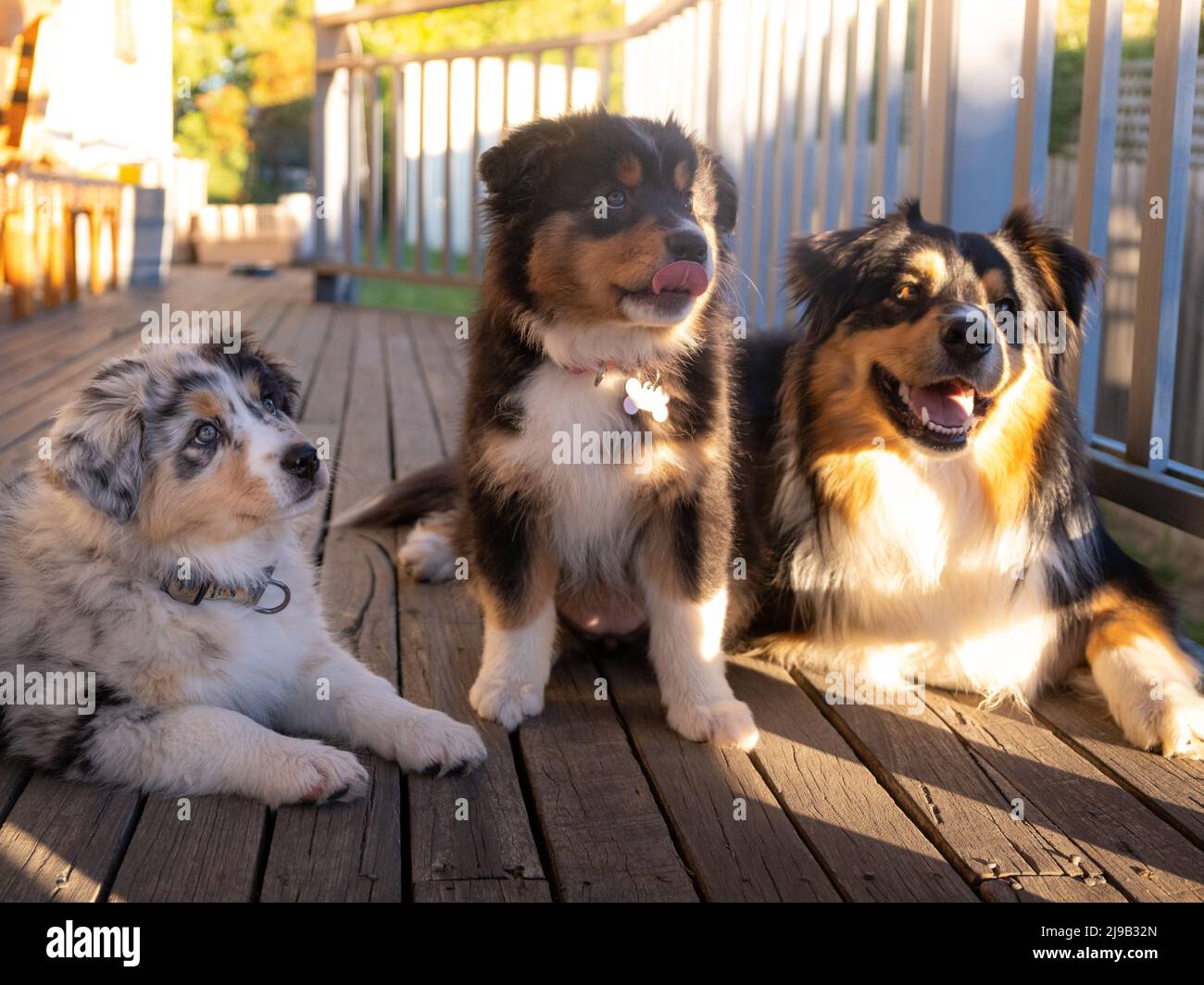 Pastore australiano Puppies con la loro mamma Foto Stock