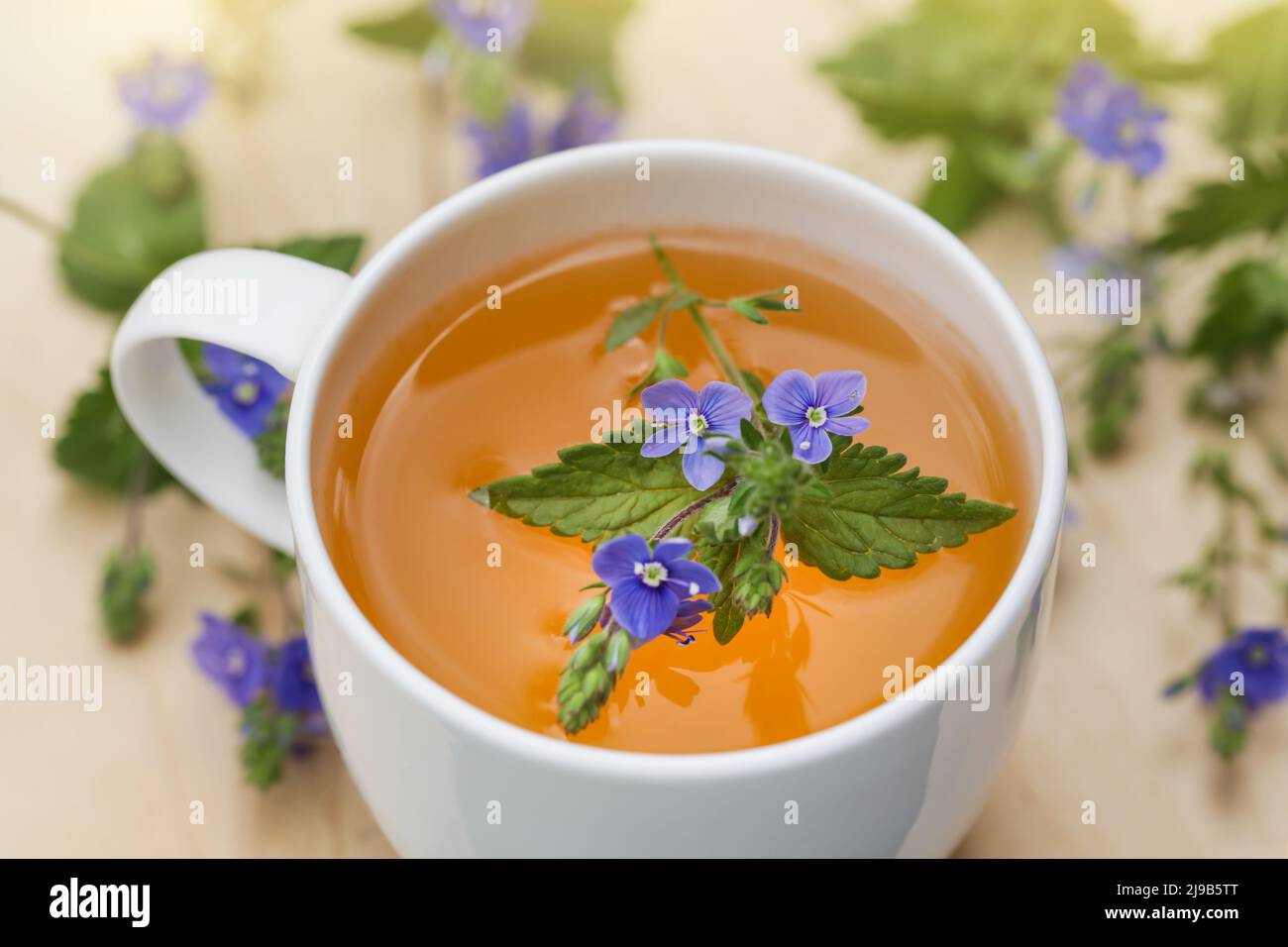 Tè alle erbe da Veronica Chamaedrys per la Medicina delle erbe. Tè alle erbe selvatiche Foto Stock