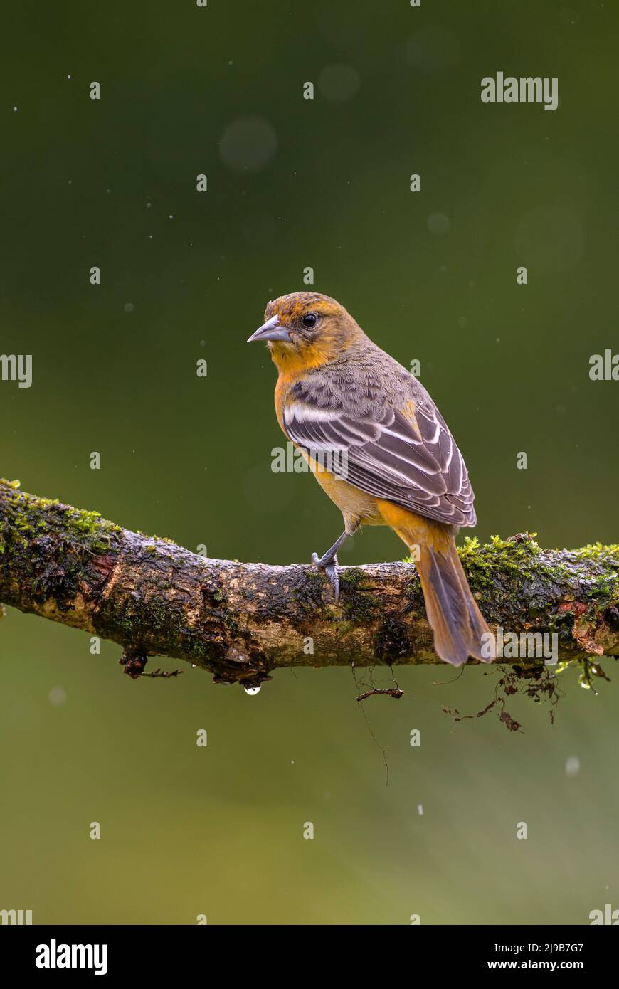 Tanager colorato di fiamma - Piranga bidentata, uccello songbird colorato bello dalle foreste e dai boschi dell'America centrale, Costa Rica. Foto Stock
