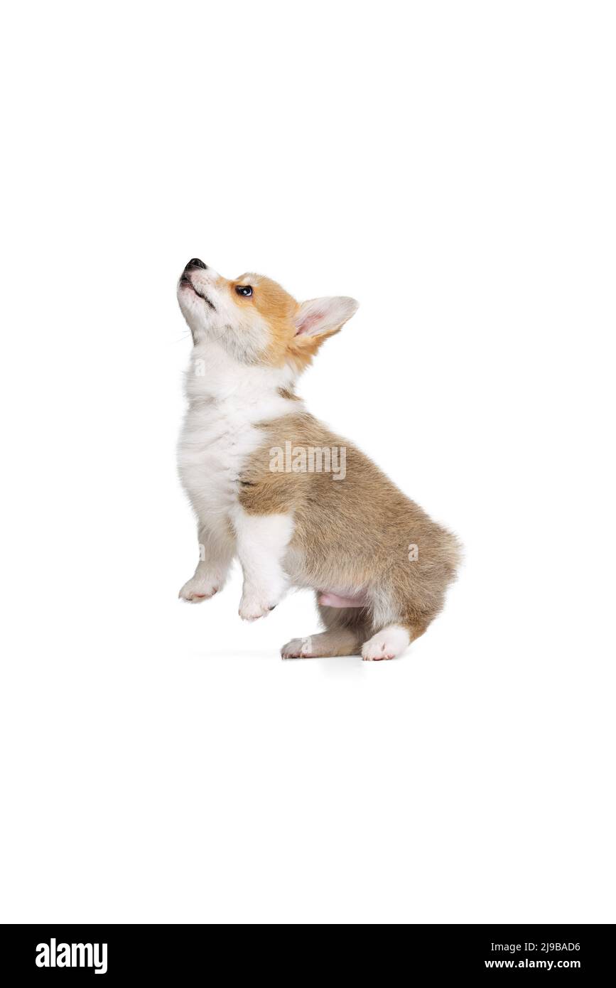 Orecchini Corgi In Acrilico - Pendenti Animali A Forma Di Cucciolo, Leggeri (27mm), Con Custodia In Velluto - 2
