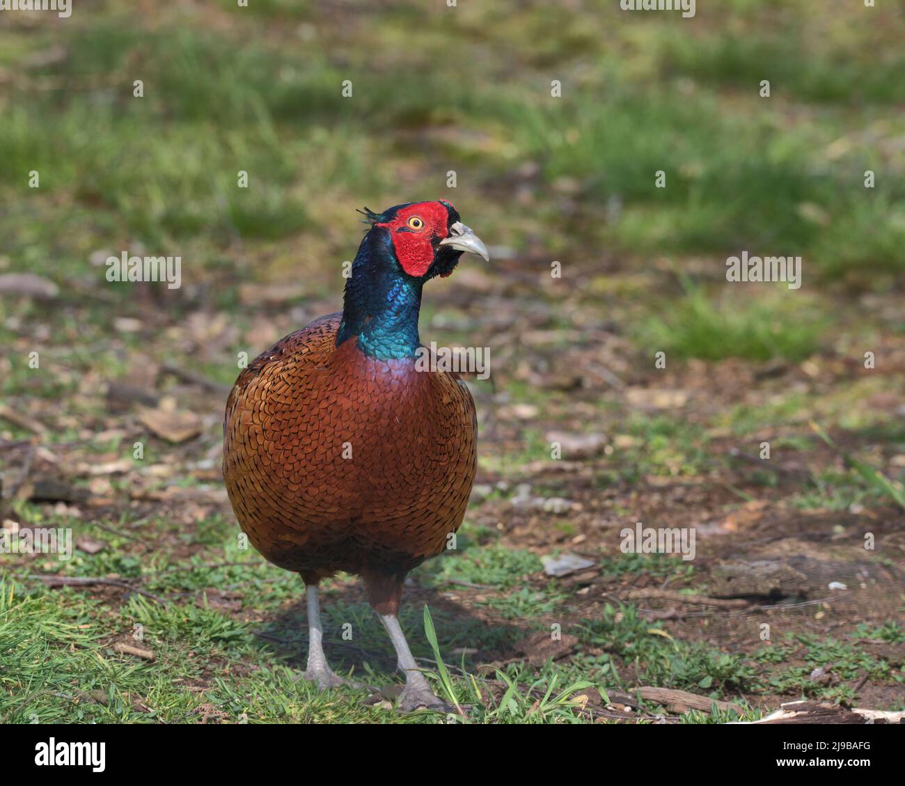 Pephesant comune serching per cibo sul pavimento del bosco Foto Stock