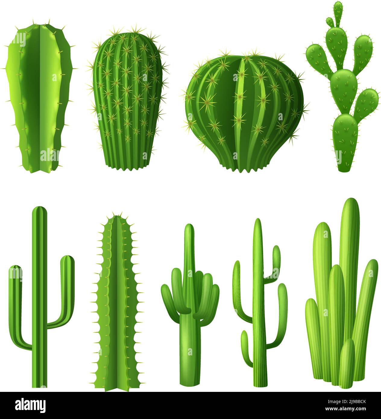 Differenti tipi di piante di cactus icone decorative realistiche impostate isolate illustrazione vettoriale Illustrazione Vettoriale