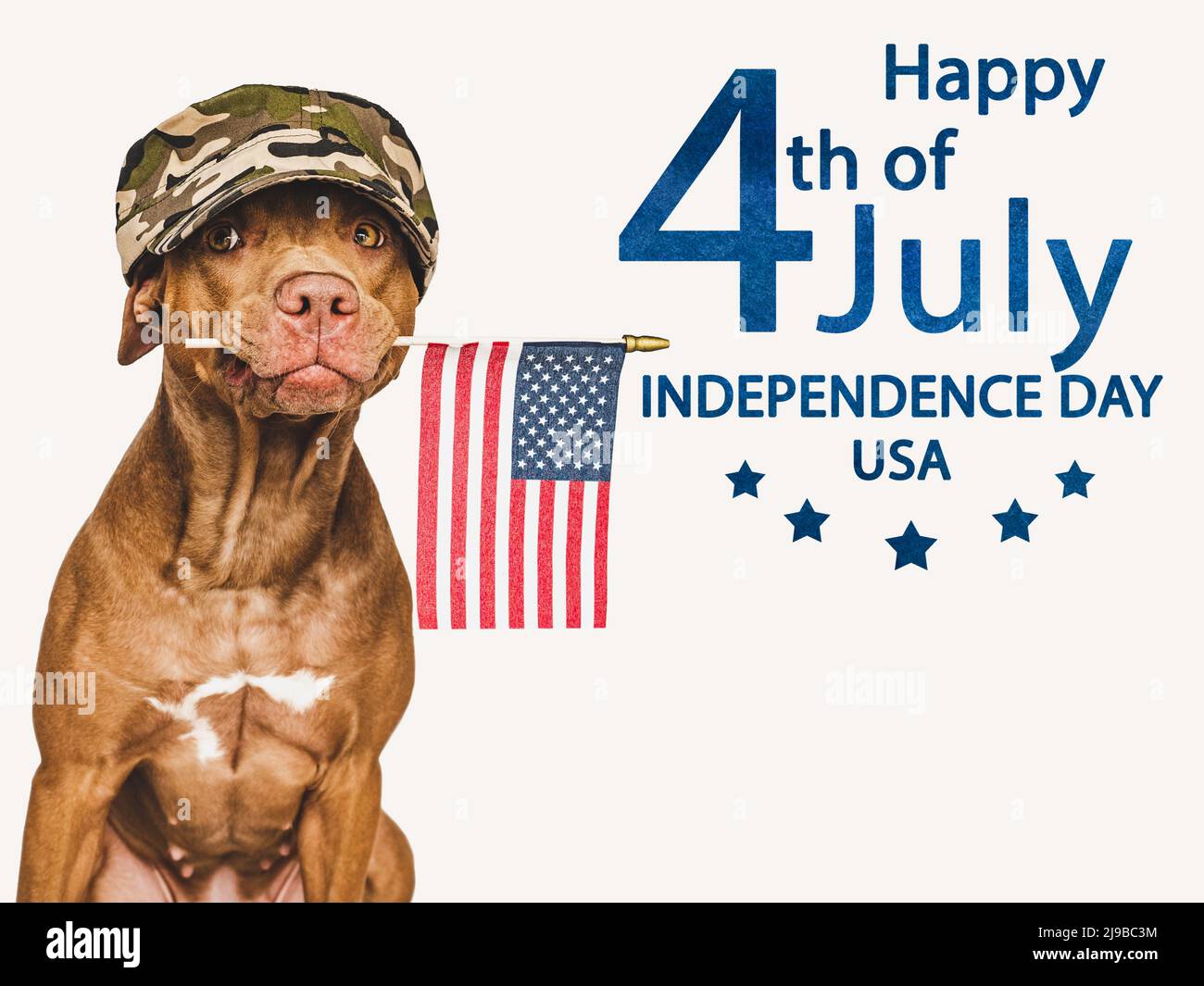 Adorabile, carino cucciolo marrone e Bandiera americana Foto Stock