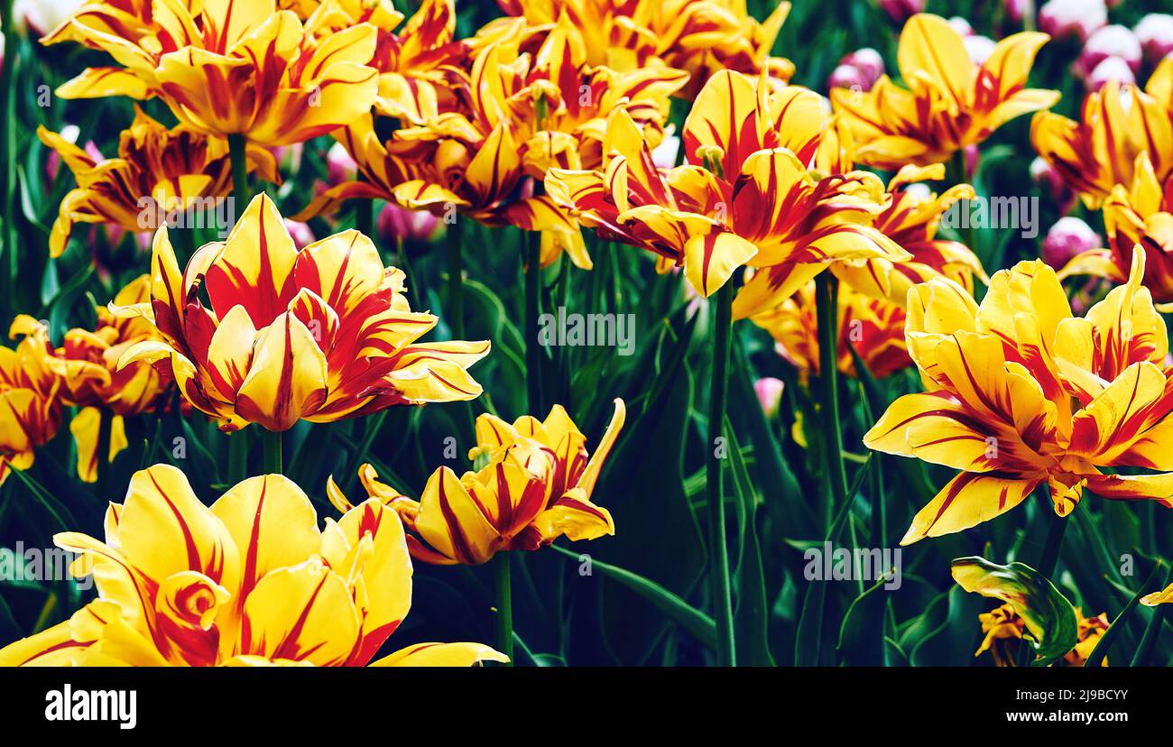 Delicato giallo rosso tulipani varietà terry su un letto verde giardino Foto Stock