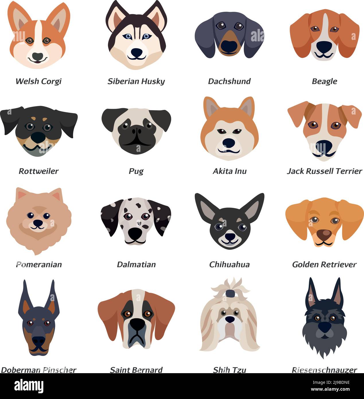 Cani purebred volti insieme di icone con corgi gallesi Husky siberiano Rottweiler Dalmazia akita inu razze illustrazione vettoriale Illustrazione Vettoriale