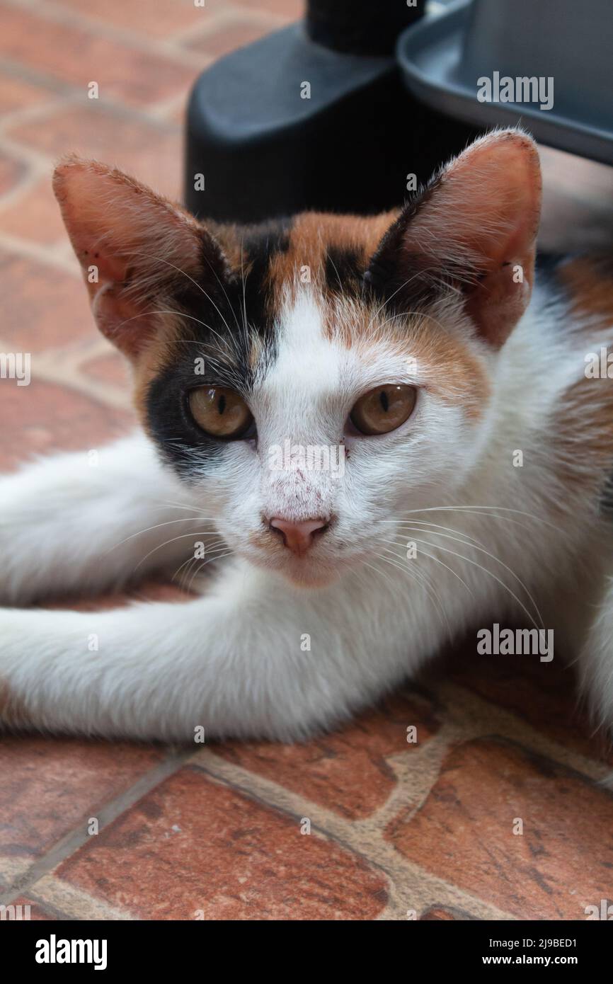 Il gatto calico è sdraiato e fotografato dall'alto Foto Stock