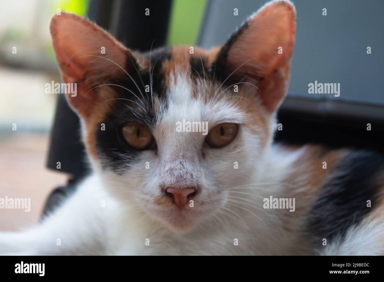Gatta Calico close up Foto Stock