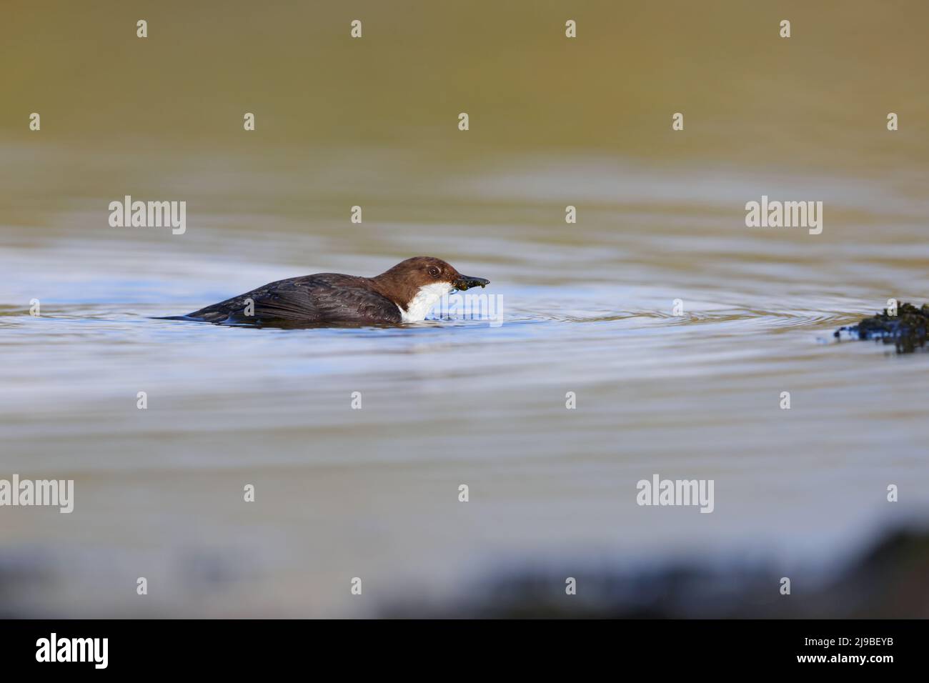 Un Dipper bianco-throated adulto (Cinclus cinclus gularis) in un fiume che cattura il cibo per i pulcini vicini nel Yorkshire Dales, Regno Unito Foto Stock