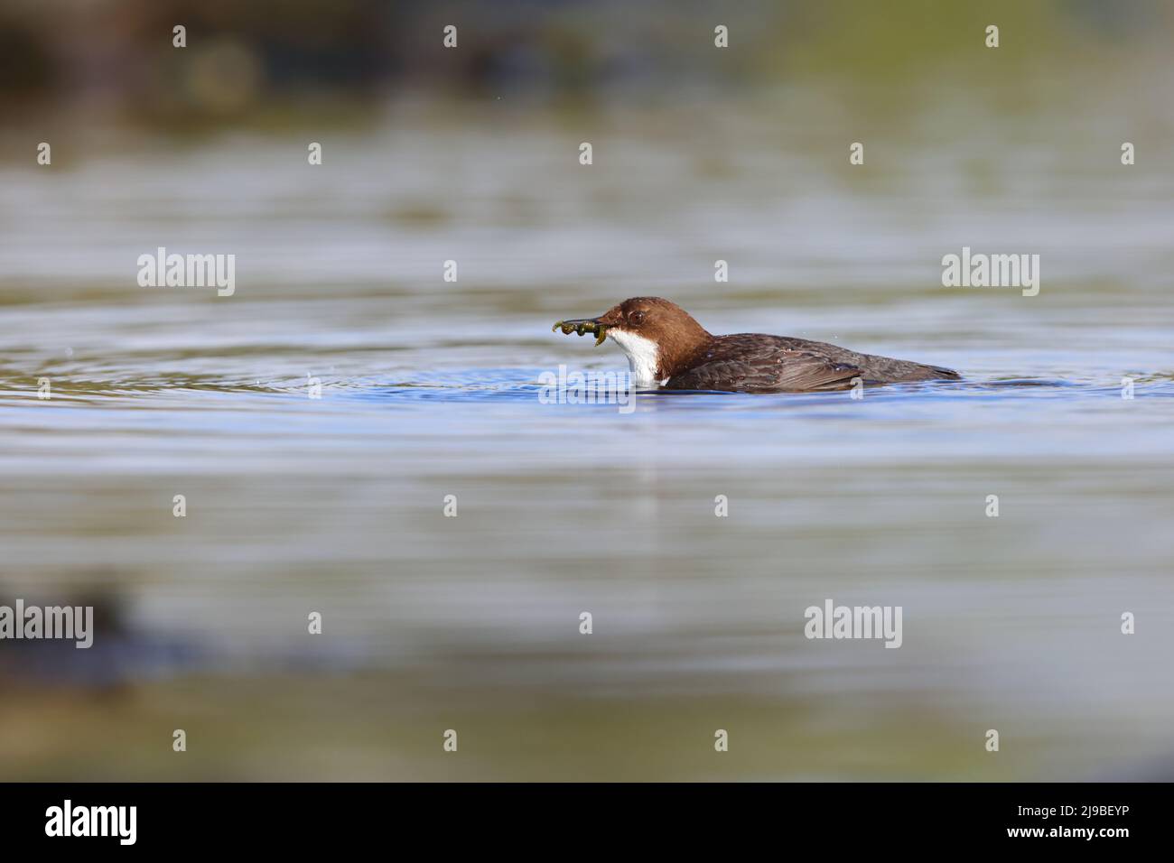 Un Dipper bianco-throated adulto (Cinclus cinclus gularis) in un fiume che cattura il cibo per i pulcini vicini nel Yorkshire Dales, Regno Unito Foto Stock
