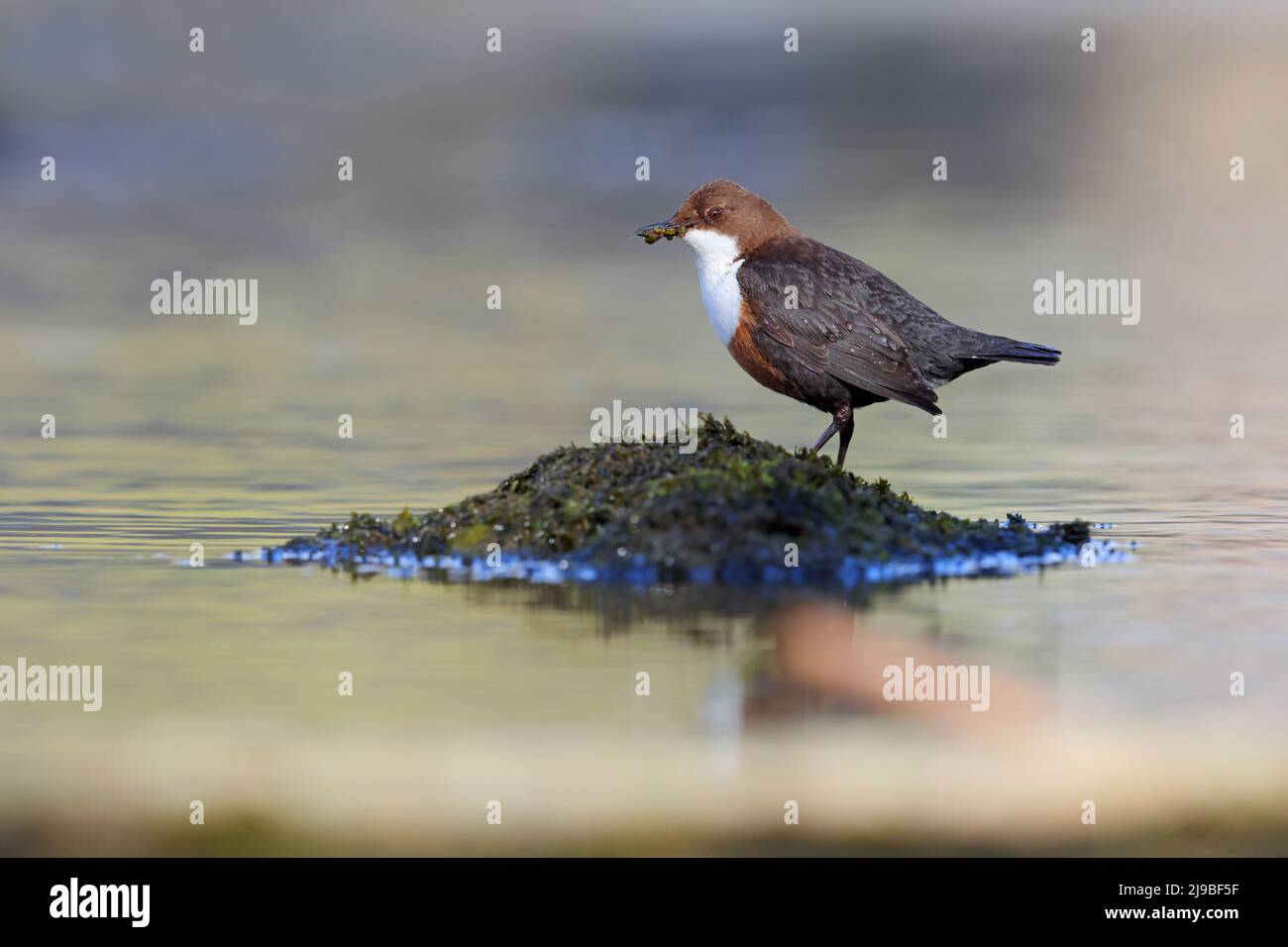 Un Dipper bianco-throated adulto (Cinclus cinclus gularis) arroccato su una roccia mentre trasporta il cibo per i pulcini vicini nella Yorkshire Dales, Regno Unito Foto Stock