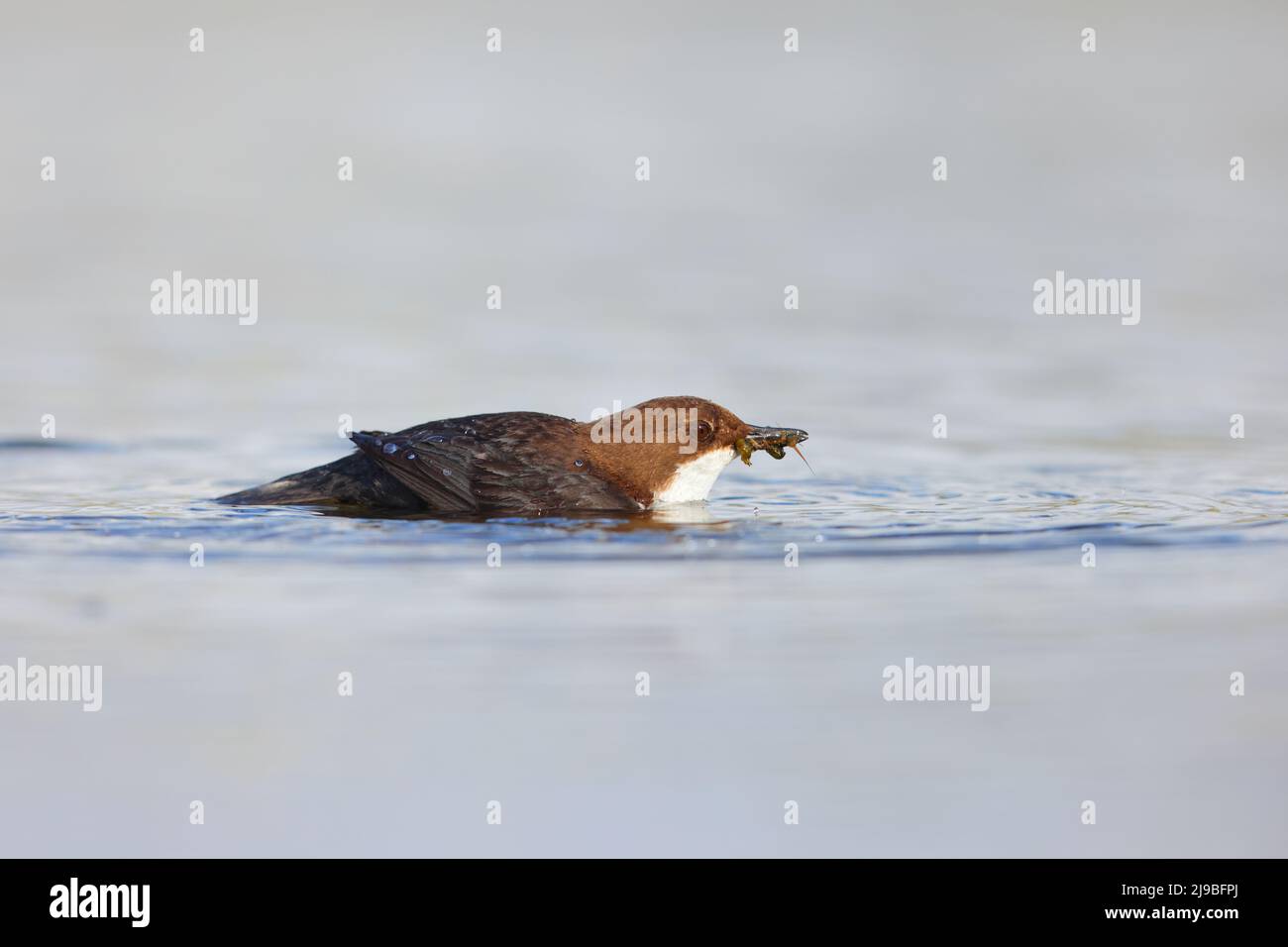 Un Dipper bianco-throated adulto (Cinclus cinclus gularis) in un fiume che cattura il cibo per i pulcini vicini nel Yorkshire Dales, Regno Unito Foto Stock