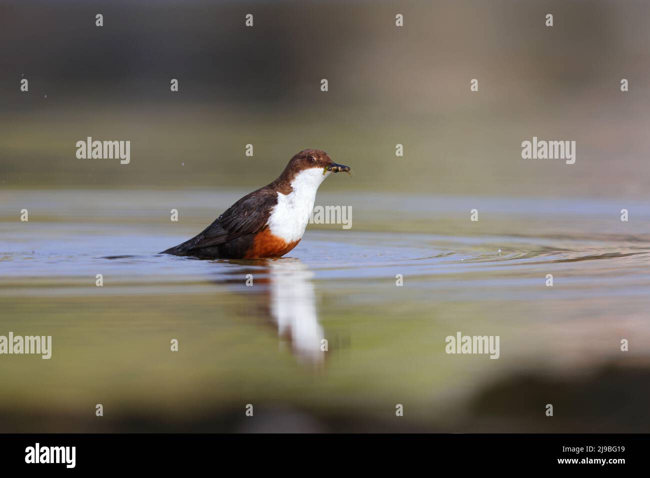 Un Dipper bianco-throated adulto (Cinclus cinclus gularis) in un fiume che cattura il cibo per i pulcini vicini nel Yorkshire Dales, Regno Unito Foto Stock