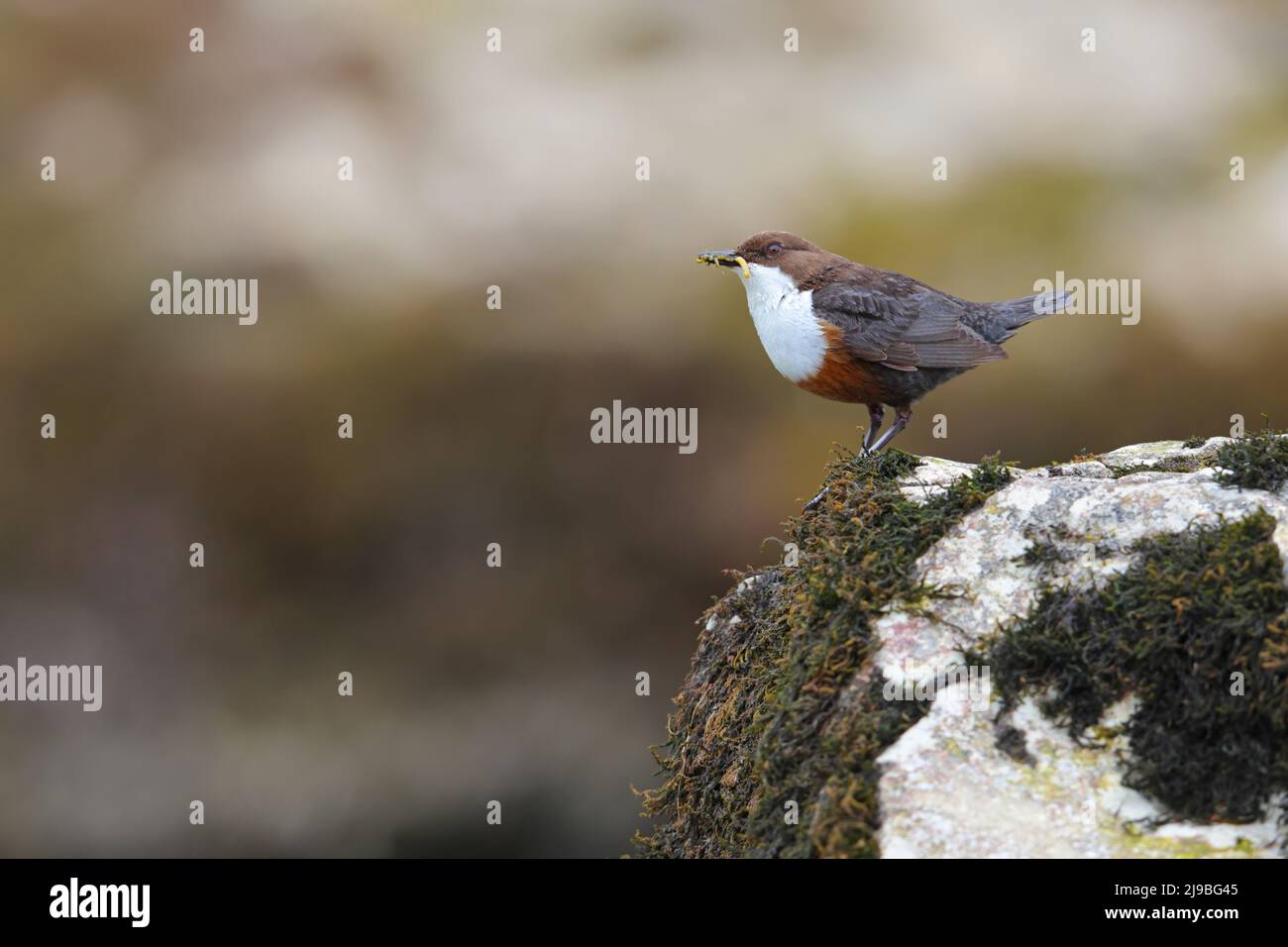 Un Dipper bianco-throated adulto (Cinclus cinclus gularis) arroccato su una roccia mentre trasporta il cibo per i pulcini vicini nella Yorkshire Dales, Regno Unito Foto Stock