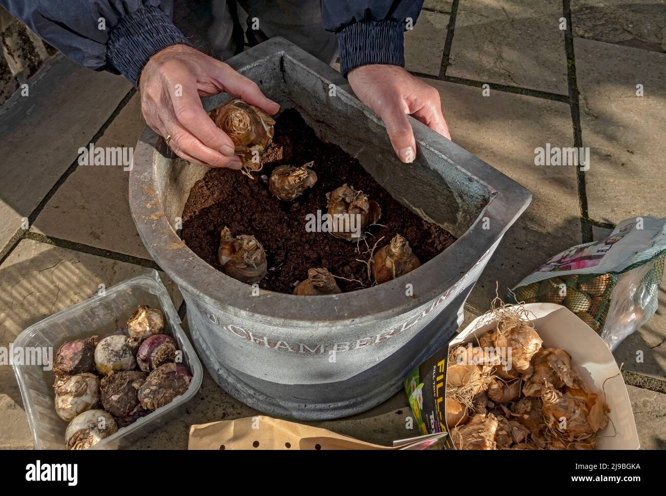 Primo piano di giardiniere piantando bulbi di primavera in un vaso in autunno. Foto Stock