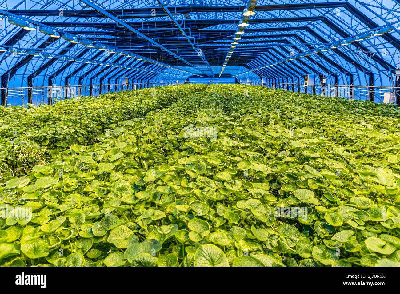 Wasabi per quanto l'occhio può vedere. La serra del Nordic Wasabi è riscaldata con energia geotermica. L'irrigazione e l'illuminazione sono controllate completamente automaticamente Foto Stock