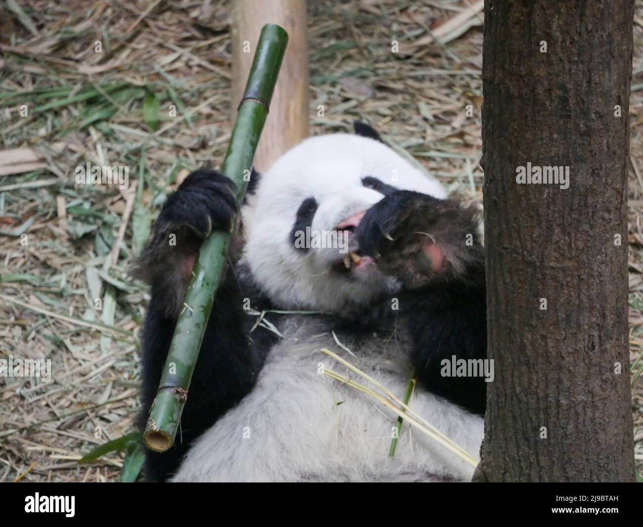 Panda gigante che mangia germogli e foglie di bambù. Il panda gigante (Ailuropoda melanoleuca) noto anche come l'orso panda (o semplicemente il panda), è un orso sp Foto Stock