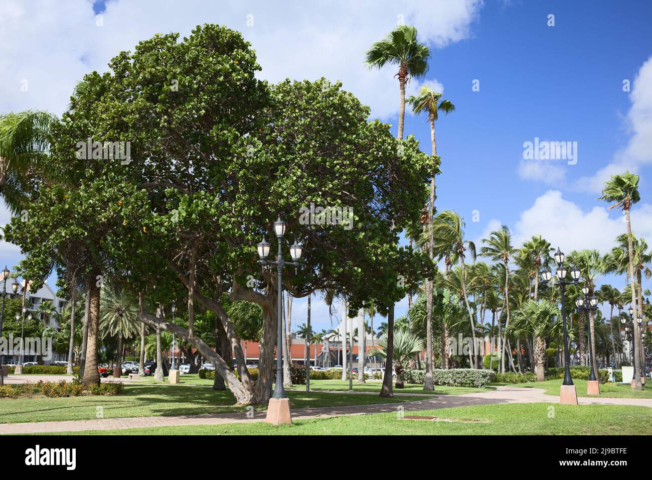 ORANJESTAD, ARUBA - 16 DICEMBRE 2020: Albero di colza (lat. Coccoloba uvifera) nel Parco Wilhelmina nel centro della città di Oranjestad su Aruba Foto Stock